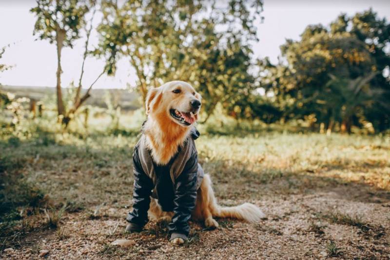 Formation educateur canin sur le bassin